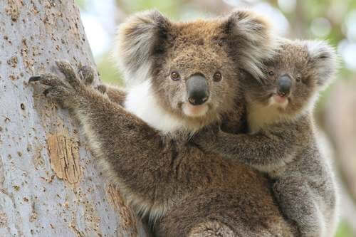 Koala con cucciolo su un albero.