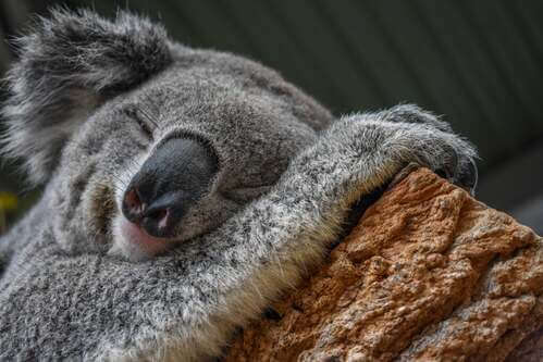 Il koala, un marsupiale che si adatta all'ambiente