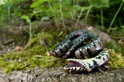 Serpente sottosopra in un bosco.