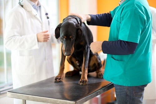 Leucemia nei cani: cause, sintomi e diagnosi