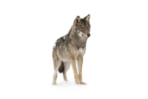Il lupo e le sue straordinarie caratteristiche atletiche