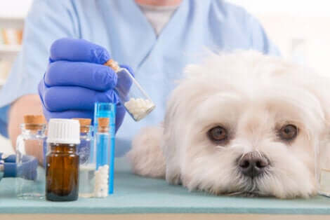 Gli antistaminici per cani devono essere necessariamente prescritti da un veterinario.