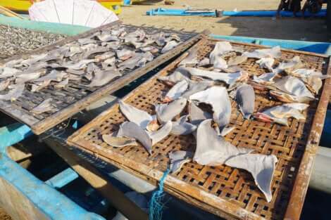 In Asia le pinne di squalo sono molto richieste per la preparazione di una zuppa tradizionale.
