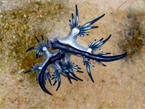 Nudibranchi: i gioielli del mare