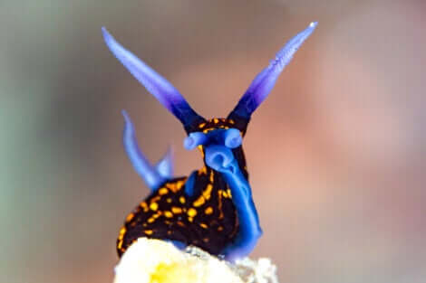 Lumaca marina con le antenne blu e il corpo nero e giallo.