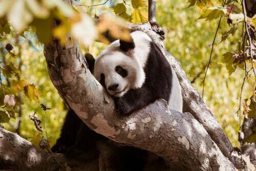 Panda su un albero.
