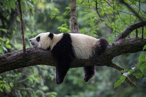 Panda su un ramo.