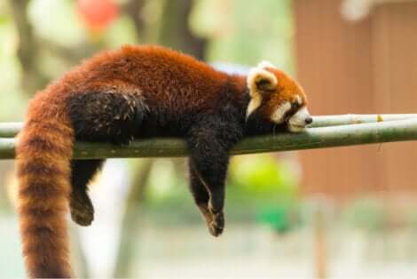 I panda rossi dormono abitualmente distesi sui rami degli alberi.