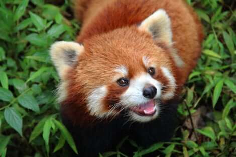 I panda rossi vivono nei baschi di bambù sulle montagne dell'Asia.