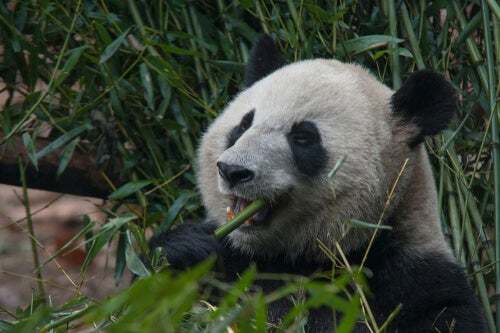 La dieta del panda gigante è davvero solo bambù?