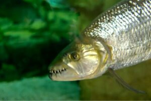 Il pesce tigre: titano africano d'acqua dolce
