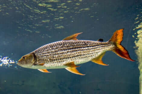 Gli esemplari più grandi di pesce tigre cacciano da soli.
