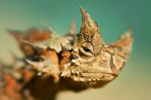 Diavolo spinoso: informazioni e caratteristiche