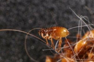 Perché è importante evitare i parassiti negli animali domestici?