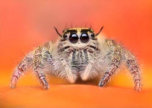 Il ragno saltatore: tra i ragni più adorabili del mondo animale