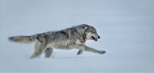 La resistenza del lupo nella corsa.