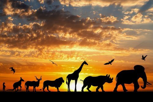 Sagome di animali al tramonto, teoria Lamarckismo.