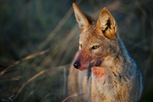 10 specie canidi selvatici da conoscere