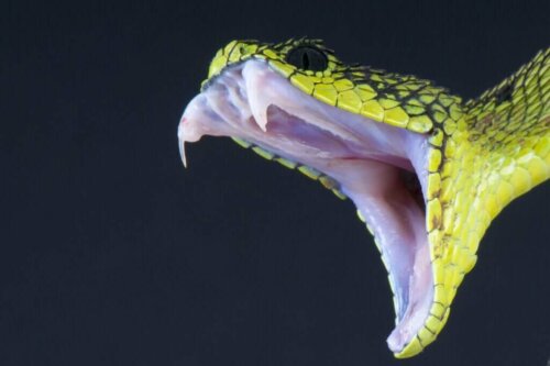 Il veleno di serpente: una cura inaspettata?