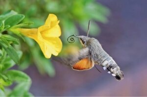 La sfinge colibrì: che ruolo svolge nell’impollinazione?
