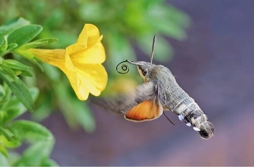 La sfinge colibrì: che ruolo svolge nell’impollinazione?