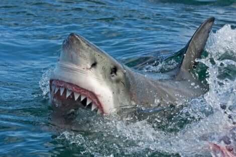 La scienza ha confutato il mito secondo cui gli squali non si ammalano.