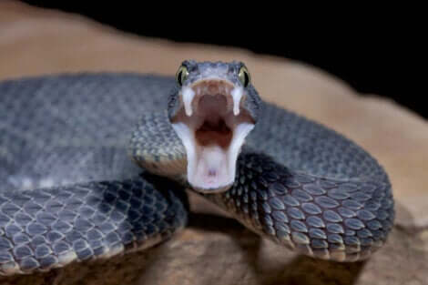 Per quanto possano essere minacciosi e pericolosi, i serpenti hanno spesso il potere di salvare delle vite umane.