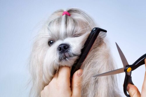 È utile tagliare il pelo dei cani a causa del caldo?