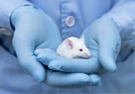 L'adozione del topo come animale da laboratorio ha determinato la nascita di numerosi ceppi endogamici.