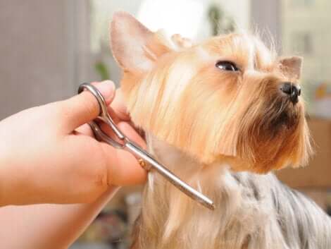 Tagliare il pelo dei cani non è una buona idea, perché svolge una funzione protettiva nei confronti dell'animale.
