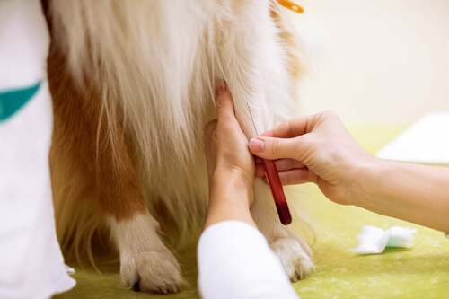 Veterinario prende un campione di sangue di un cane.