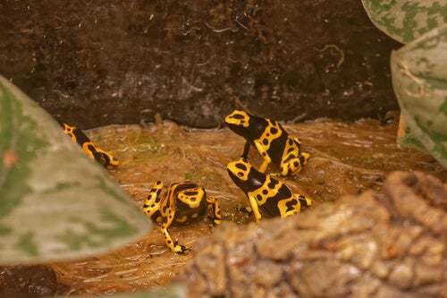 Tre rane nella foresta.