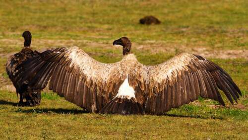 Avvoltoio con le ali aperte.