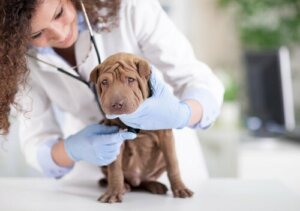 Shock nel cane e nel gatto: sintomi e diagnosi