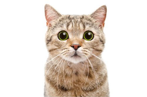 Sguardo di un gatto e interazione sociale.