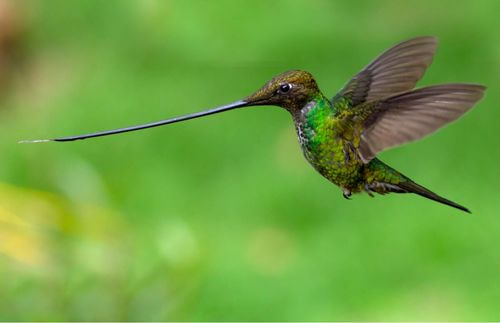 Volo del colibrì becco a spada.