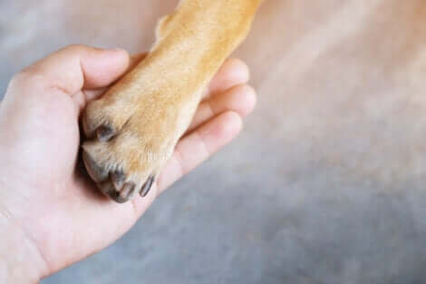 Per molti cani è difficile superare il trauma provocato dalla morte del proprio tutore. Mano che tiene una zampa.