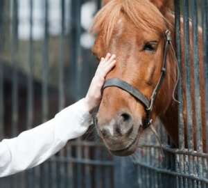 Adottare un cavallo: tutto quello che dovete sapere