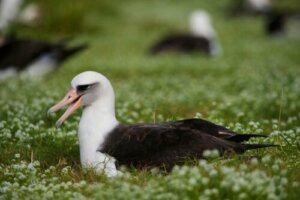 Albatro di Laysan: caratteristiche e habitat