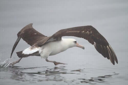 Albatro di Laysan che vola a pelo d'acqua.