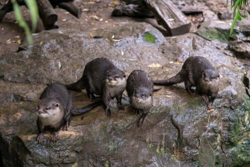 Gruppo di lontre nane nel loro habitat naturale.