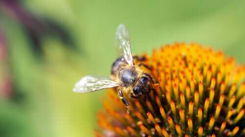 Insetti utili per il giardino: quali sono?