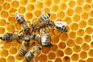 La danza delle api e il suo linguaggio segreto