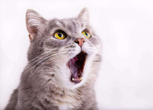 Asma felina nei gatti: come accorgersene?