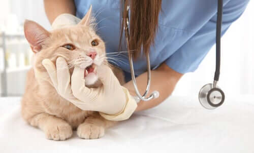 Veterinaria che visita un gatto con problemi respiratori.