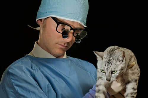 Veterinario che esegue un esame fisico ad un gatto con problemi respiratori.