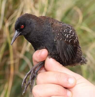 Esemplare di Atlantisia rogersi.