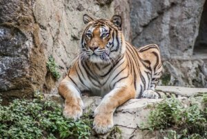 Attacchi di tigri all'uomo: pochi ma dagli esiti drammatici