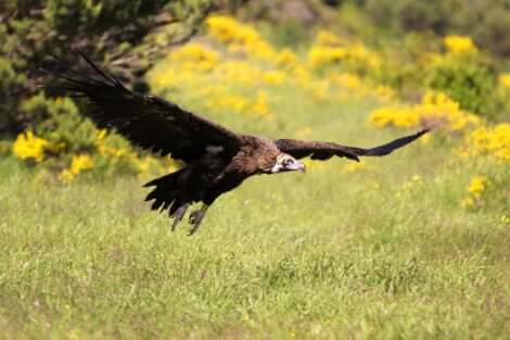 Avvoltoio monaco in volo.