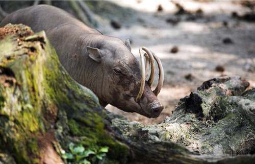 Il babirussa: origini e habitat di un bizzarro maiale